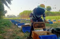 বরিশালে সরিষার বাম্পার ফলন, মধু সংগ্রহে নেই উদ্যোগ