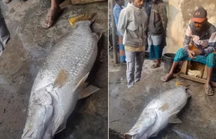 তালতলীর সাগর মোহনায় ভেসে উঠল ২২ কেজির কোরাল