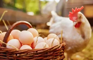 বাংলাদেশ থেকে ডিম-মুরগি আমদানিতে সৌদির নিষেধাজ্ঞা