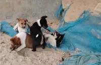 পটুয়াখালীতে ছয়টি ছানা রেখে মা কুকুরকে পিটিয়ে হত্যা