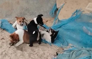 পটুয়াখালীতে ছয়টি ছানা রেখে মা কুকুরকে পিটিয়ে হত্যা