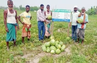 তজুমদ্দিন পতিত জমিতে তরমুজের বাম্পার ফলন, লাভের মুখ দেখছেন কৃষকরা