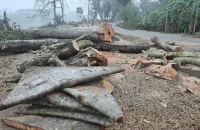 ঝালকাঠিতে ১২০ গাছ কাটার পর স্থগিত ২ হাজার গাছ কাটার প্রকল্প