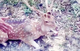 মনপুরায় লোকালয় থেকে আরও ৩ হরিণ উদ্ধার