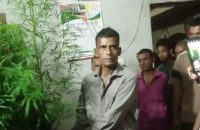 বরিশালে ক্ষেতে গাঁজার চাষ, দুটি গাঁজা গাছসহ কৃষক গ্রেফতার