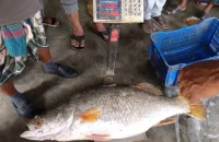 কুয়াকাটায় জেলের জালে ২৩ কেজির কোরাল