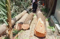 পিরোজপুরে সরকারি গাছ কেটে নিচ্ছেন যুবলীগ নেতা, এলাকাবাসীর আপত্তি