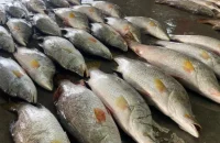 কুয়াকাটায় জেলেদের জালে ধরা পড়ল প্রায় অর্ধশত কোরাল