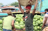 বরিশালে তরমুজের ন্যায্য দাম না পেয়ে হতাশ কৃষক