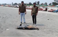 কুয়াকাটা সমুদ্র সৈকতে ফের ভেসে এলো ৮ ফুট লম্বা মৃত ডলফিন