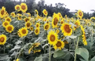 খরচ কম, লাভ বেশি হওয়ায় সূর্যমুখী চাষে কৃষকদের ঝোঁক