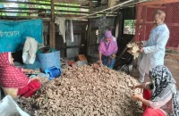 পরিত্যাক্ত জমিতে হলুদ চাষ করে শ্যামলের ভাগ্যবদল