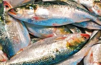 পহেলা বৈশাখে ইলিশ সংকট, বিক্রি হচ্ছে আকাশছোঁয়া দামে