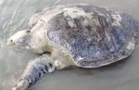 কুয়াকাটায় ভেসে এলো ৪০ কেজির অলিভ রিডলি কচ্ছপ