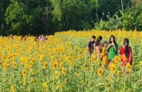 পিরোজপুরে এক হাজার হেক্টর জমিতে সূর্যমুখী চাষ, ২০ কোটি আয়ের সম্ভাবনা