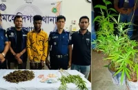 বরিশালে ১৩টি গাছসহ মাদক কারবারি আটক