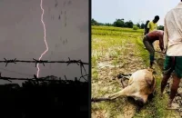 কলাপাড়ায় বজ্রপাতে অর্ধশত গরুর মৃত্যু