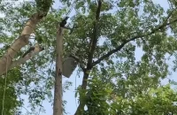 পিরোজপুরে বৈদ্যুতিক ট্রান্সমিটার চুরি করতে গিয়ে প্রাণ গেলো যুবকের