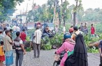 পিরোজপুরে কালবৈশাখী ঝড়ের তান্ডবে গাছপালা পড়ে ব্যাপক ক্ষতি, যান চলাচল বন্ধ