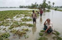 ভোলায় বৃষ্টির পানি জমে ২১ কোটি টাকার ফসল নষ্ট