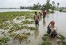 ভোলায় বৃষ্টির পানি জমে ২১ কোটি টাকার ফসল নষ্ট