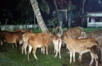 মেহেন্দীগঞ্জে মালিকবিহীন ২৬টি গরু পুলিশ হেফাজতে