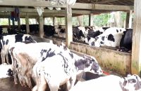 ভোলায় গো-খাদ্যের চড়া দামে লাভ নিয়ে শঙ্কায় খামারিরা