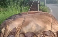 চামড়ার ন্যায্যমূল্য না পেয়ে হতাশ মাদরাসা ও এতিমখানা কর্তৃপক্ষ