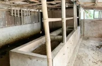 এক রাতে দুই কৃষকের ১৪ গরু চুরি