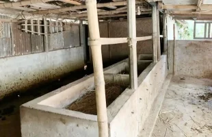 এক রাতে দুই কৃষকের ১৪ গরু চুরি