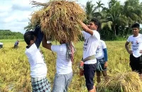 পিরোজপুরে ধান কেটে কৃষকের পাশে ছাত্রদল