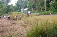 বানারীপাড়ায় আদালতের নিষেধাজ্ঞা অমান্য করে বিরোধীয় জমির ধান কেটে নেওয়ার অভিযোগ