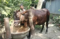 ভোলায় কোরবানির হাট কাঁপাবে ‘জমিদার’