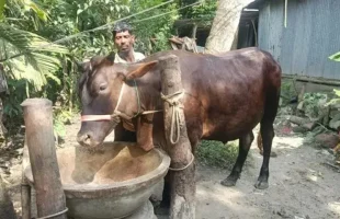 ভোলায় কোরবানির হাট কাঁপাবে ‘জমিদার’
