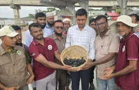 কুয়াকাটা সমুদ্র সৈকত থেকে ১৬৩ কচ্ছপের বাচ্চা উদ্ধার, পরে অবমুক্ত