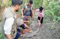 তজুমদ্দিনে বিশাল আকৃতির গুইসাপ উদ্ধারের পর বনে অবমুক্ত