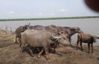 ভোলায় চর থেকে লুট হওয়া ১৫ মহিষ উদ্ধার, থানায় মামলা