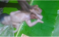 পলিথিনে মোড়ানো নবজাতকের মরদেহ উদ্ধার