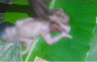 পলিথিনে মোড়ানো নবজাতকের মরদেহ উদ্ধার
