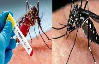 বরিশালসহ বিভিন্ন জেলায় ডেঙ্গুর প্রকোপ, হাসপাতালে ভর্তি ৭৩ জন