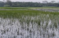 চরমোনাইতে এক মঞ্জুর মোর্সেদের কারনে পথে বসতে যাচ্ছে ২ শতাধিক পরিবার