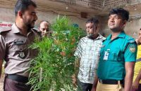 বরিশালে পরিত্যক্ত অবস্থায় মিলল দুটি গাঁজা গাছ