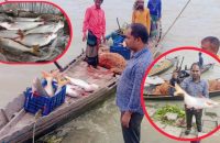 বরিশালের মেঘনায় জেলেদের জালে ধরা পড়ছে বড় বড় পাঙ্গাশ