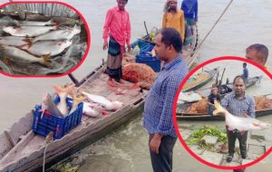 বরিশালের মেঘনায় জেলেদের জালে ধরা পড়ছে বড় বড় পাঙ্গাশ