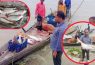 বরিশালের মেঘনায় জেলেদের জালে ধরা পড়ছে বড় বড় পাঙ্গাশ