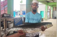 কুয়াকাটায় জেলের জালে ২০ কেজির বিরল সামুদ্রিক শোল