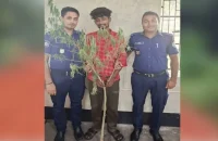 পিরোজপুরে গাঁজা গাছসহ মাদক কারবারি গ্রেপ্তার