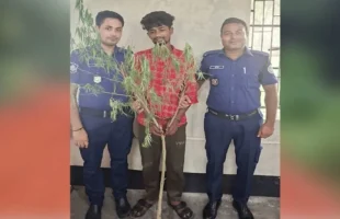পিরোজপুরে গাঁজা গাছসহ মাদক কারবারি গ্রেপ্তার