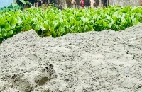 বরিশালে রাতের আঁধারে শতবর্ষী পুকুর ভরাট, নিশ্চুপ সিটি প্রশাসন!
