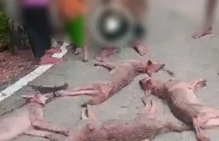 বরিশালে বন্যপ্রাণী হত্যা করে ফেসবুকে মাংস বিক্রির বিজ্ঞাপন
